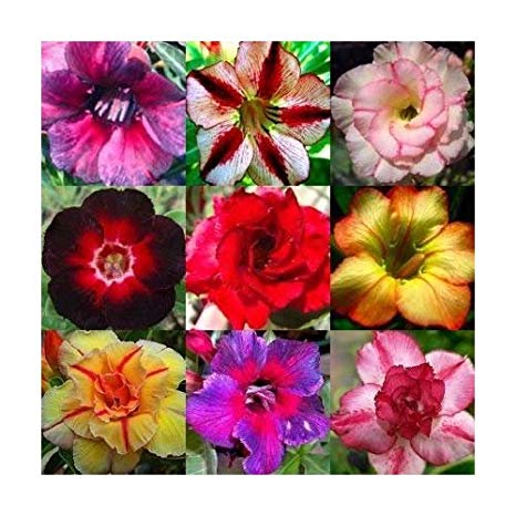 Adeniums-Desert Rose Seeds  The Exotic Seed Emporium
