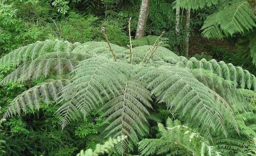 Cyathea delgadii