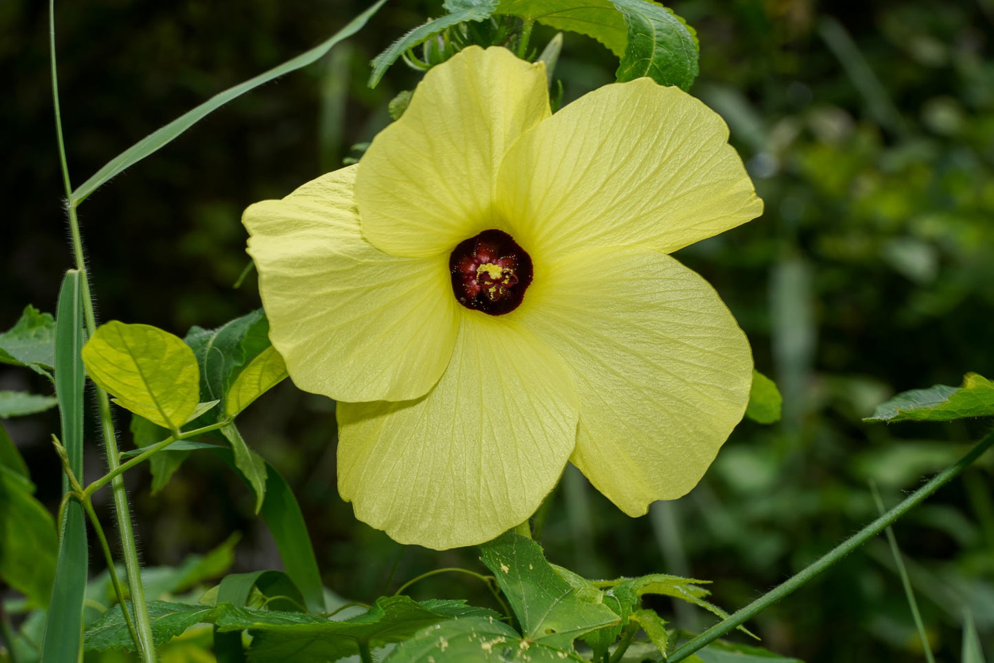 Abelmoschus moschatus