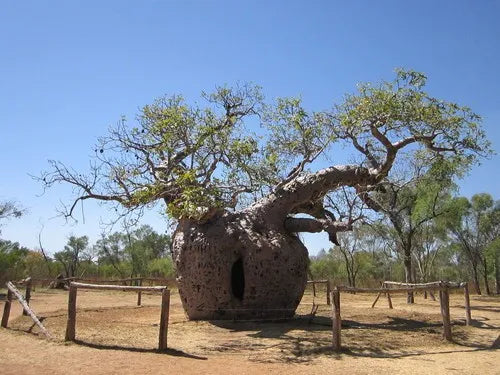 Adansonia Gregorii- Australian Baobab