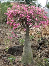 Adenium multiflorum