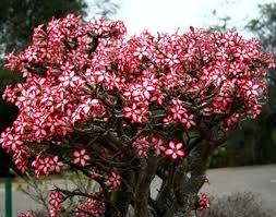 Adenium multiflorum