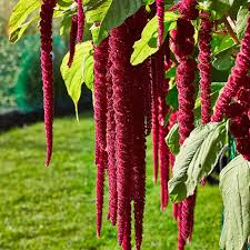 Amaranthus Love Lies Bleeding ( Cruentus )