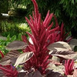 Amaranthus Velvet Curtains