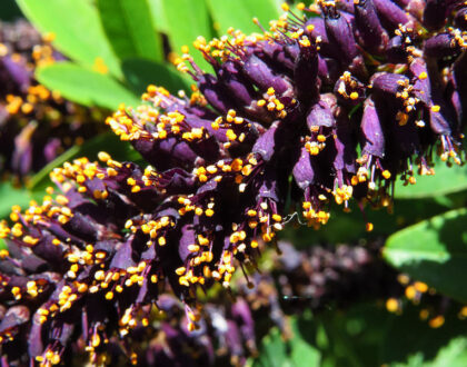 Amorpha Fruicosa