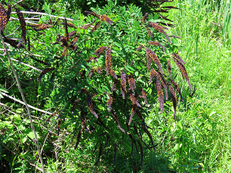 Amorpha Fruicosa