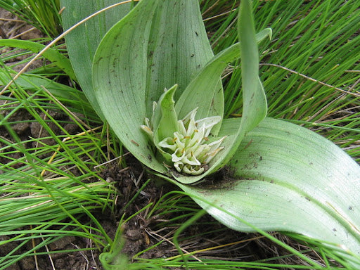 Androcymbium longipes