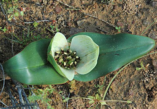Androcymbium ssp Burchellii