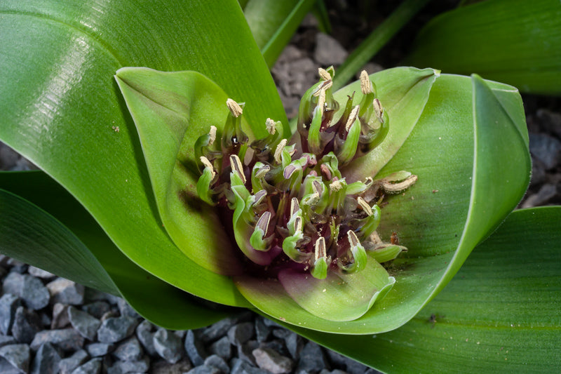Androcymbium eucomoides