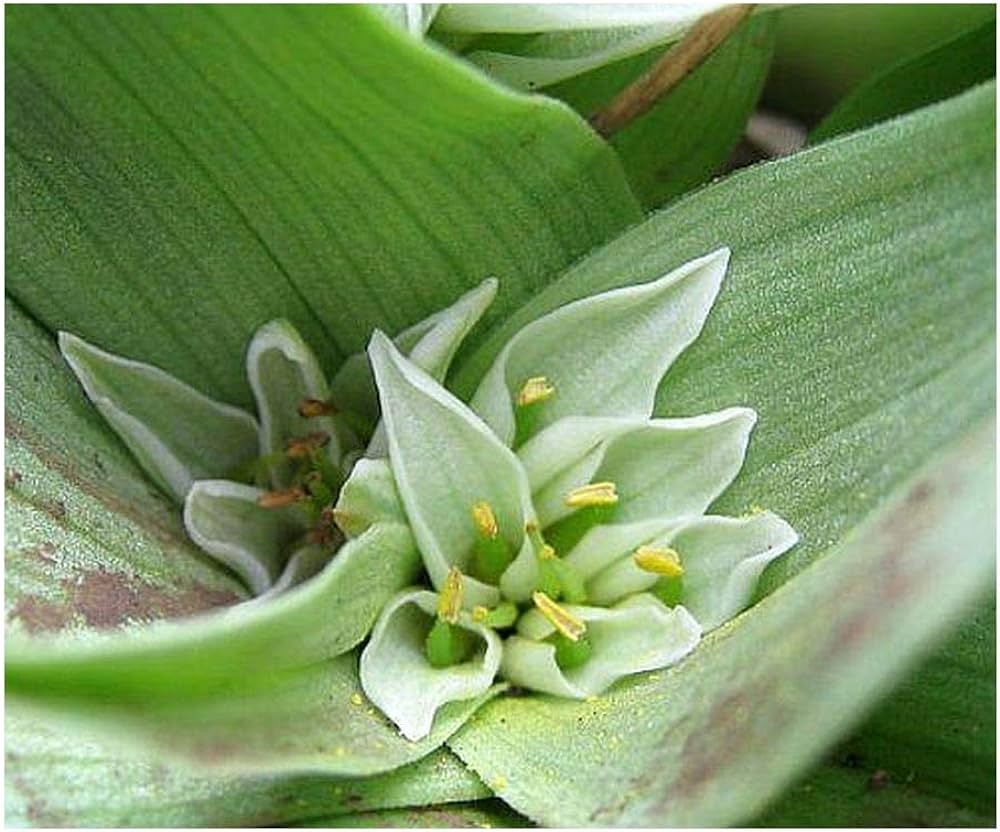 Androcymbium longipes