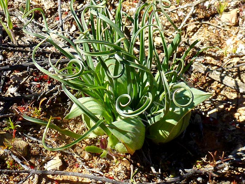 Androcymbium volutare