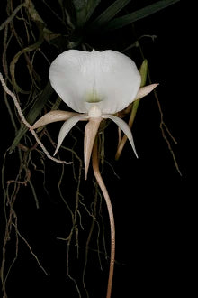 Angraecum Pseudofilcorna