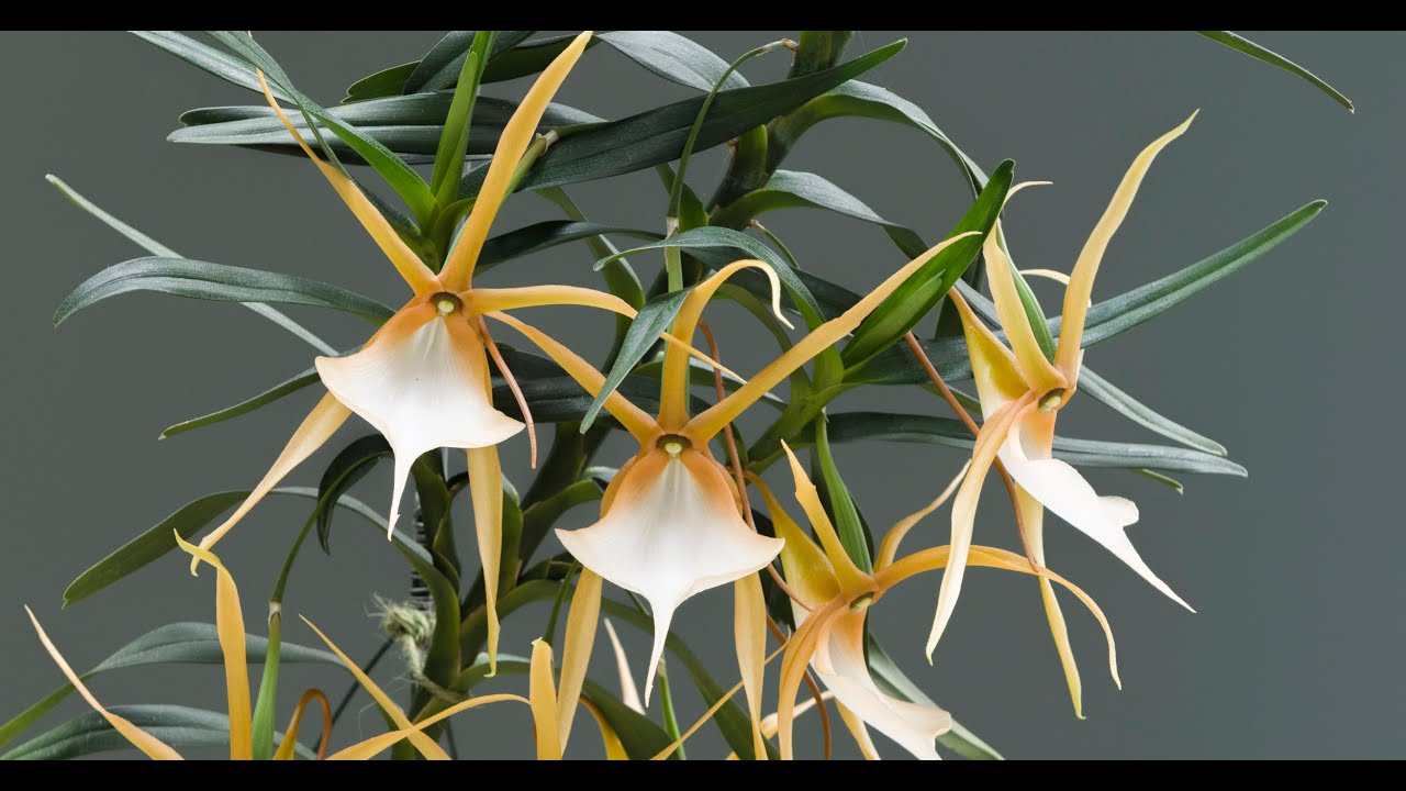 Angraecum viguieri