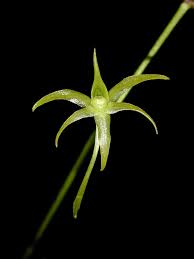 Angrecum Calceolus