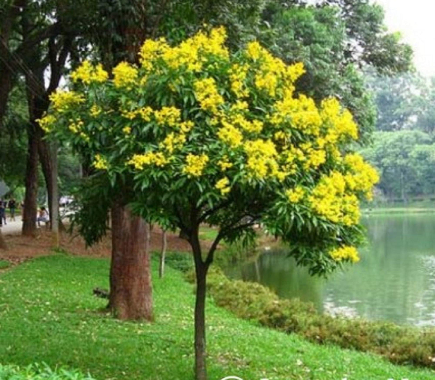 Cassia siamea