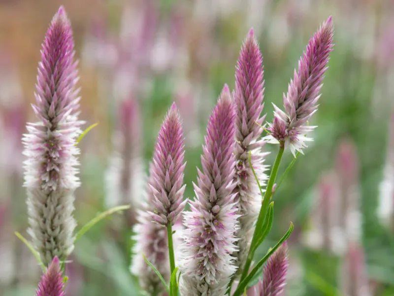 Celosia Spicata Xantippe