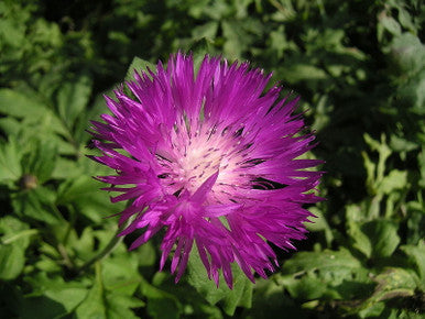 Centaurea Dealbata ( Persian Cornflower )