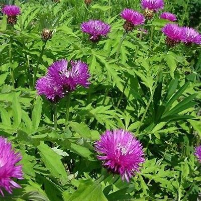 Centaurea Dealbata ( Persian Cornflower )