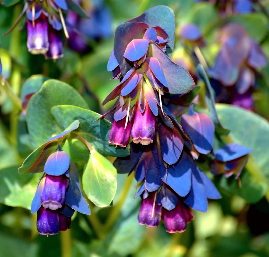 Cerinthe ( Major Purpurascens )