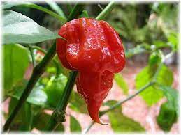 Chili Bhut Jolokia ( Ghost Pepper )