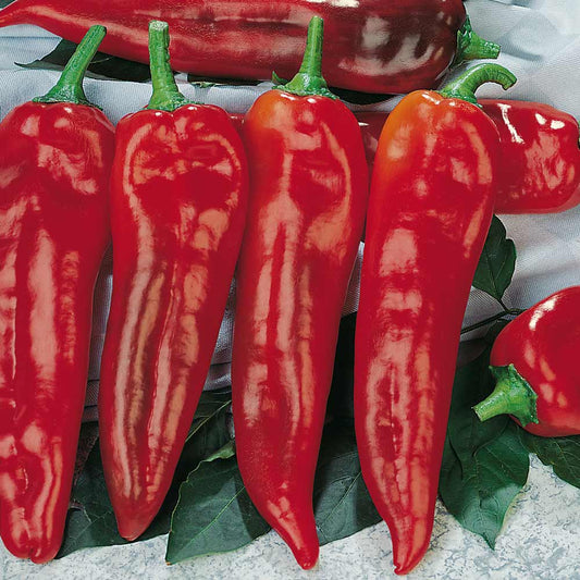 Chili Pepper Corno di Toro Rosso