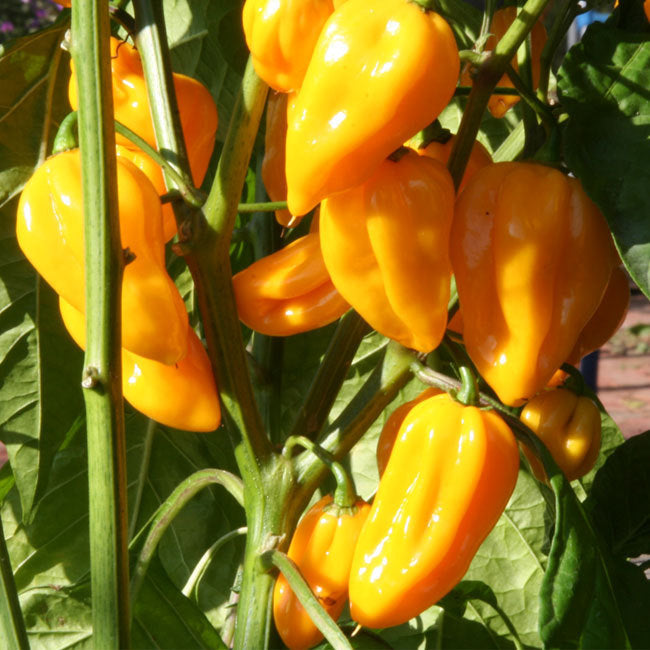 Chili Habanero Golden