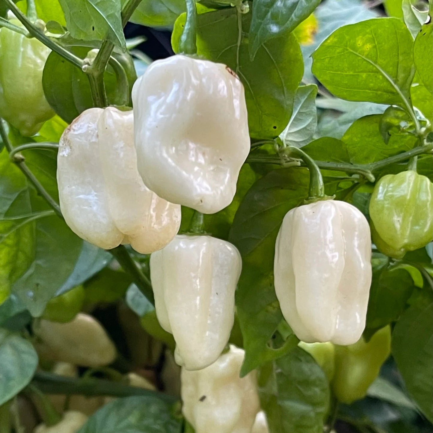 Chili Habanero White