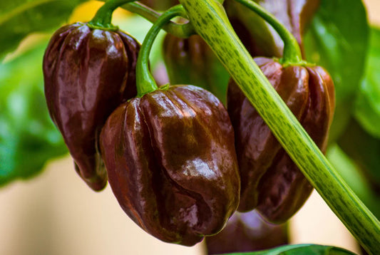 Chili Habanero Chocolate