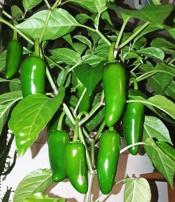Chili Jalapeno