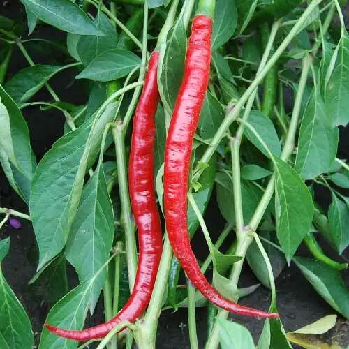 Chili Long Slim Cayenne