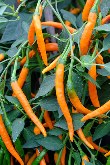 Chili Orange Cayenne
