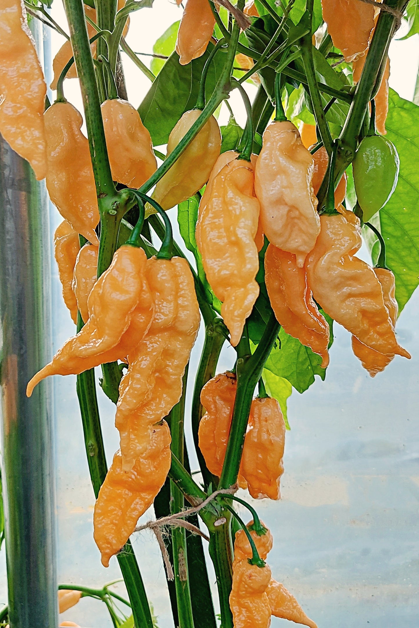 Chili Peach Bhut Jolokia