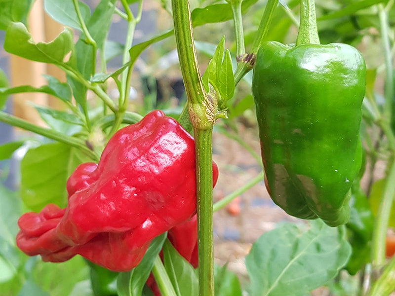 Chili Pimiento De Padron