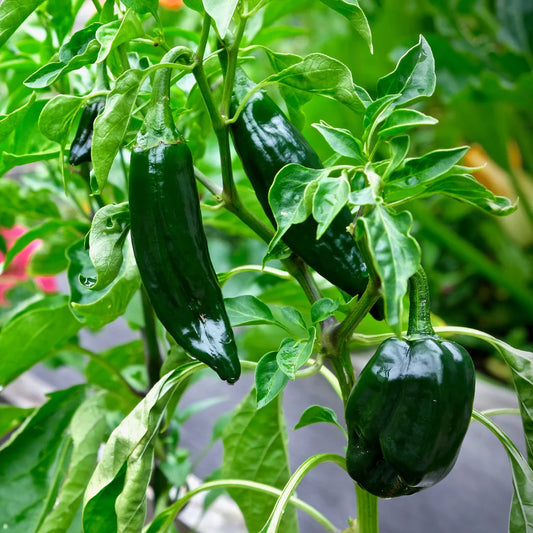 Chili Poblano