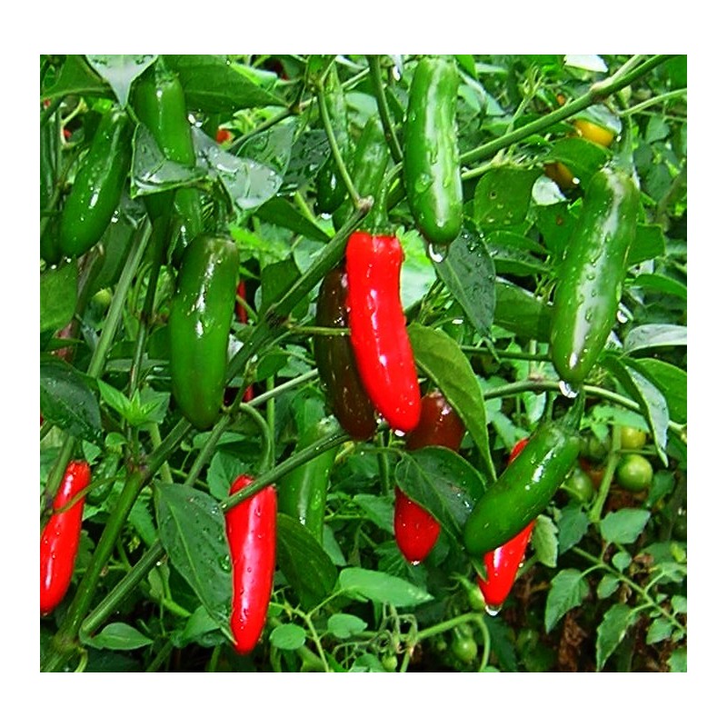 Chili Serrano