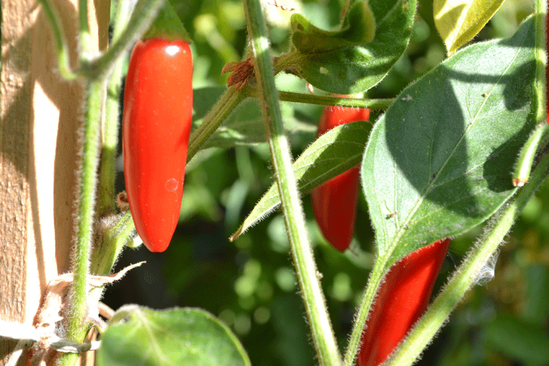 Chili Serrano Hidalgo