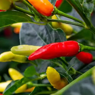 Chili Tobasco Pepper