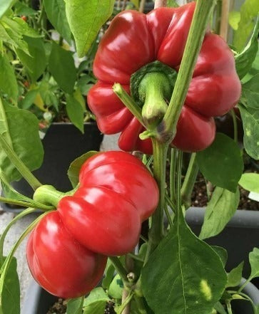 Chili Topepo Rosso