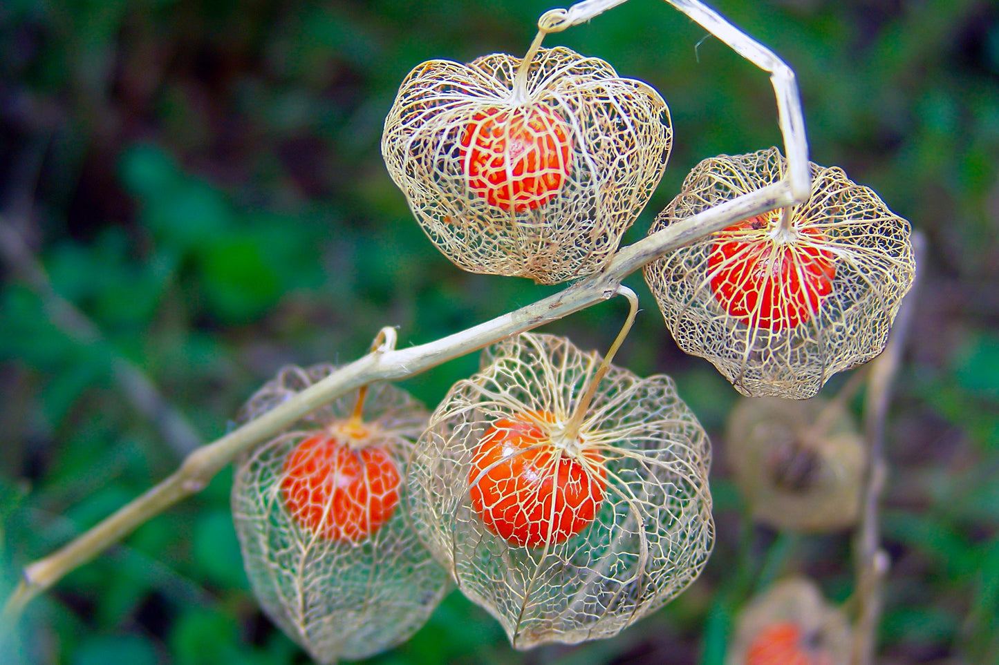 Chinese Laterns ( Physalis Alkekengi )