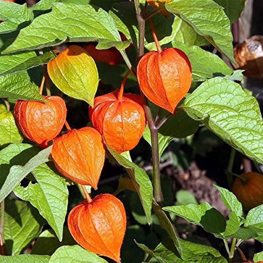 Chinese Laterns ( Physalis Alkekengi )