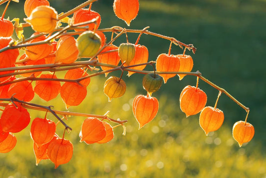 Chinese Laterns ( Physalis Alkekengi )