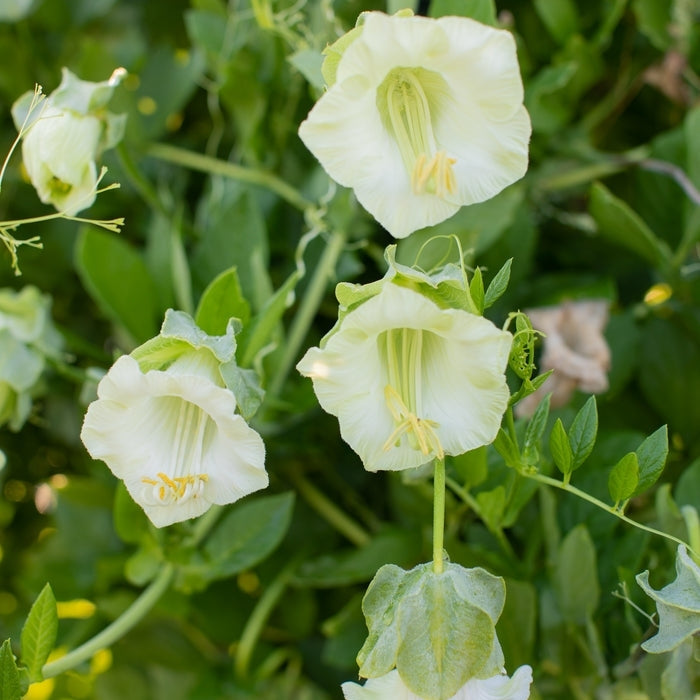 cup and saucer flower seeds Cobaea Alba ( Cup and Saucer Vine ) – The Exotic Seed Emporium