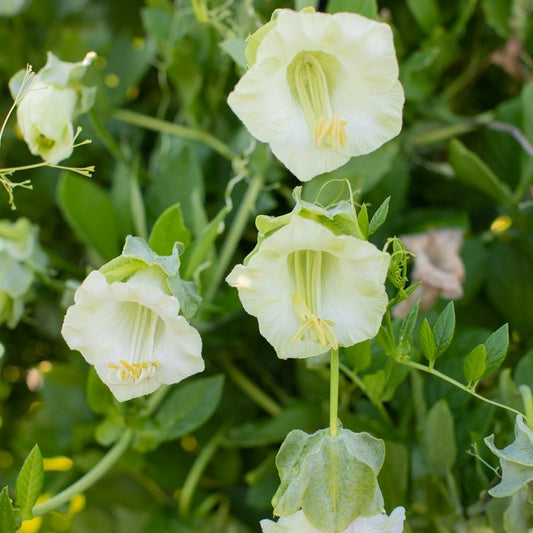 Cobaea Alba ( Cup and Saucer Vine )