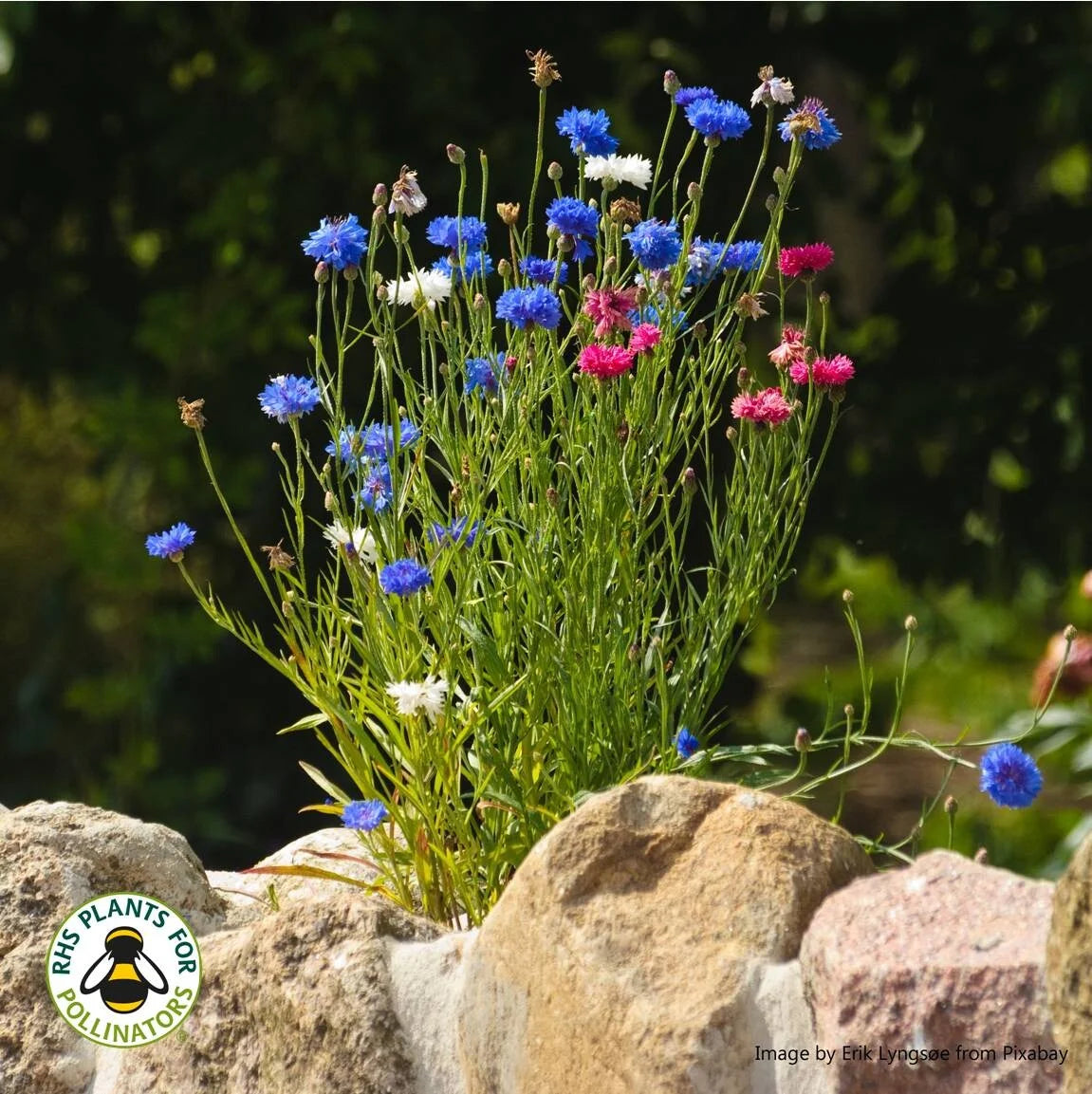 Cornflower ( Polka Dot )