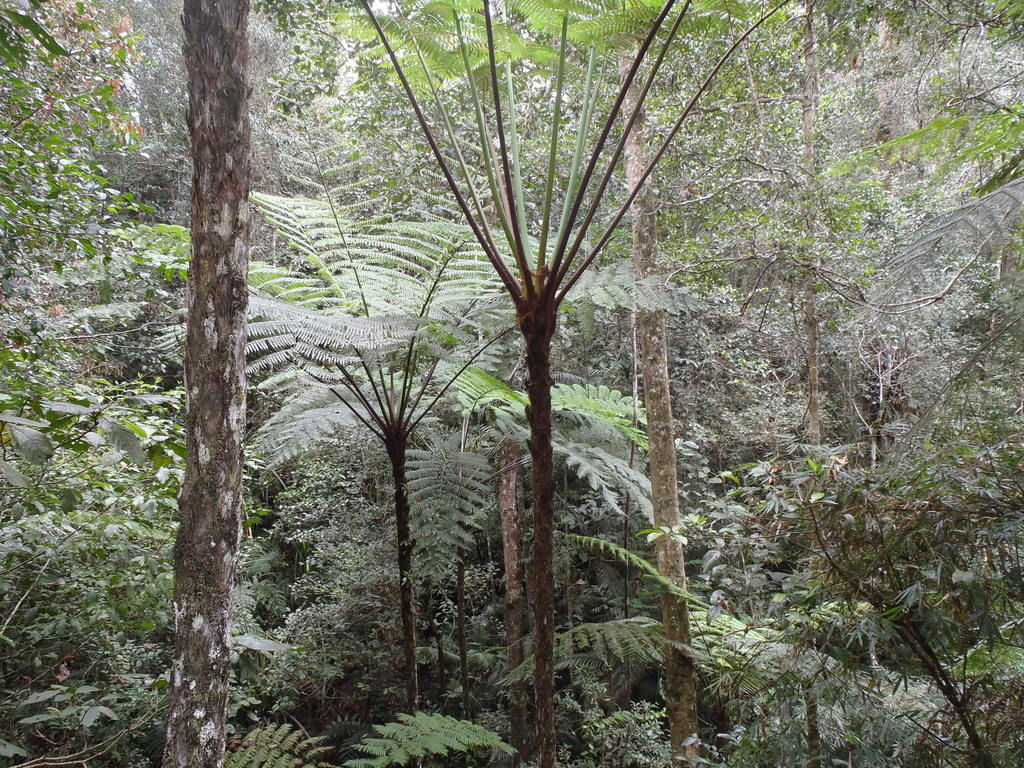 Cyathea Borneensis