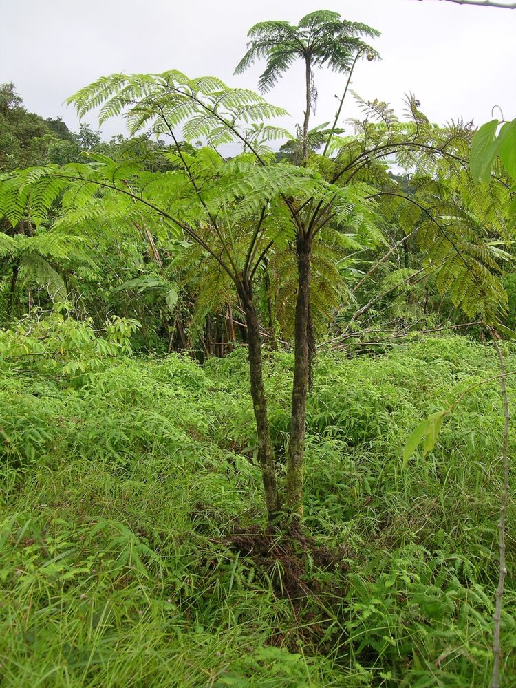 Cyathea decurrens