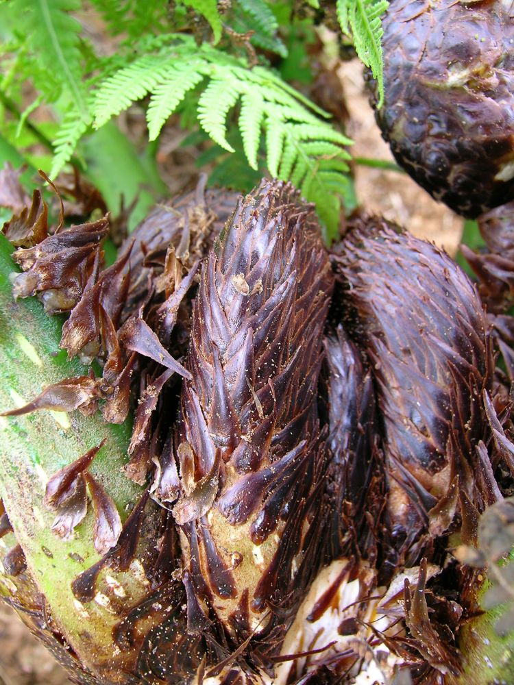 Cyathea decurrens