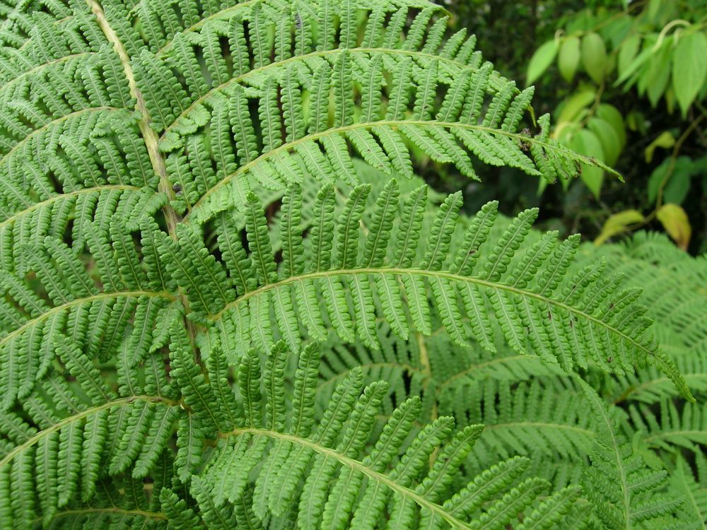 Cyathea decurrens