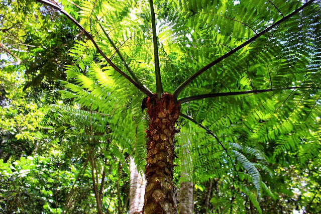 Cyathea delgadii