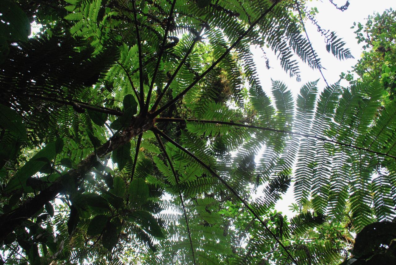 Cyathea delgadii